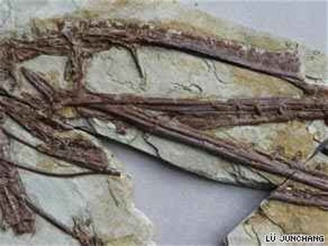 buzztechno-newsbuzz.blogspot.com: Pterodactyl fossil fills gaps in evolutionary tale