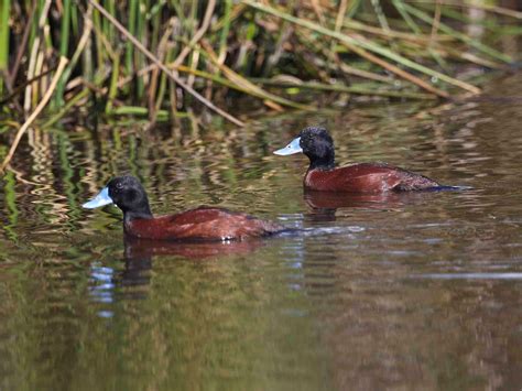 Avithera: Blue-billed Ducks