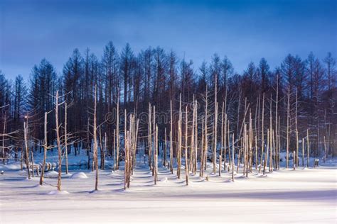 Biei, Japan at Aoike Blue Pond in Winter. Stock Photo - Image of outdoors, landscape: 128611952