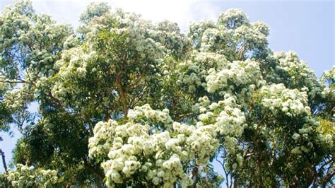 Gum Tree Eucalyptus Flowers