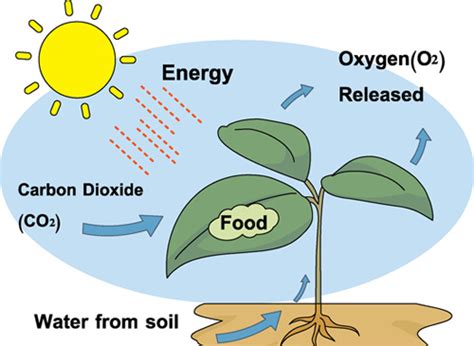 Factors neccesary for Photosynthesis to occur · Feeding in Plants