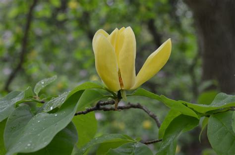 Yellow Flowering Magnolias | What Grows There :: Hugh Conlon ...