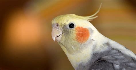 What Do Cockatiels Eat? A Guide to Their Diet - A-Z Animals