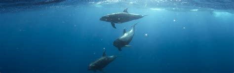 Sea animals | 1 best free sea animal, animal, dolphin and fish photos ...