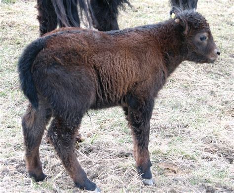 Springridge Ranch Grass-Fed Yak-Cross Beef: May 2013