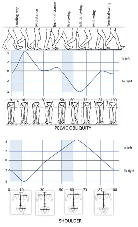 Human gait cycle : some graphs - ArtBot