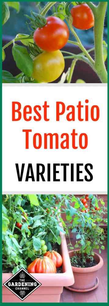 Best Patio Tomato Varieties - Gardening Channel