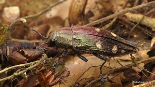 Metallic wood-boring beetle, Halecia sp.? Buprestidae | Flickr