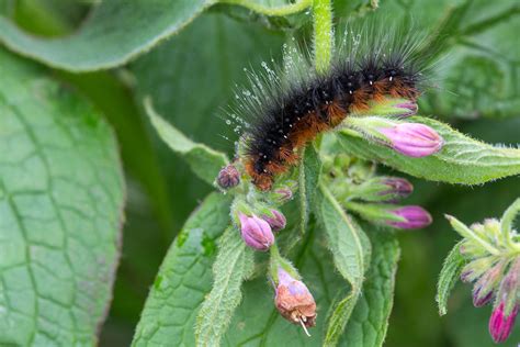 Darley Dale Wildlife: Garden Tiger caterpillar on Comfrey