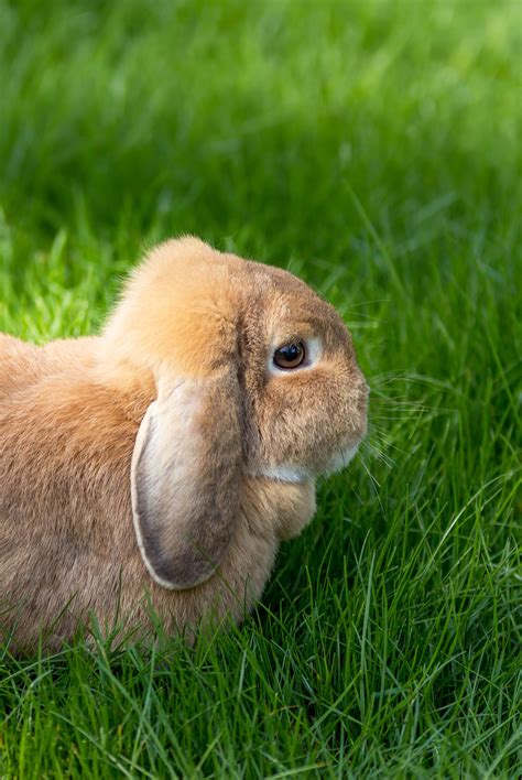 lop eared bunny - your guide to the floppy eared breeds