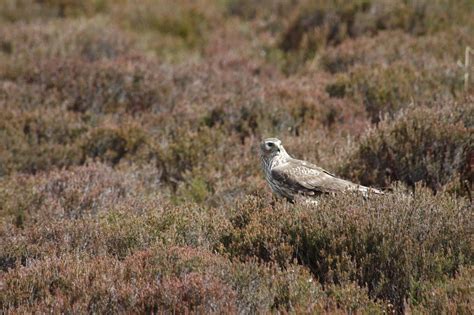 Orkney's wildlife comes into focus at special event in the islands