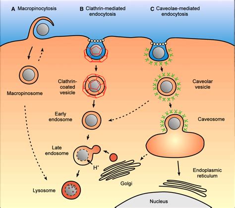 Intracellular nanocarrier trafficking following macropinocytosis ...