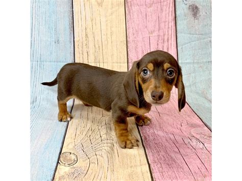 Dachshund-DOG-Female-Chocolate / Tan-3518754-Petland Pickerington