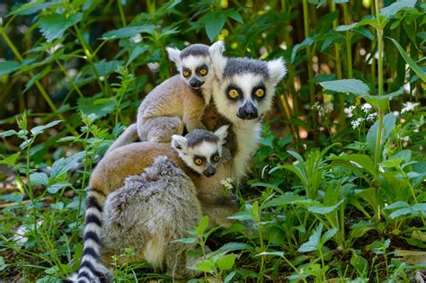 Ring-tailed lemur guide: where they live, what they eat, and why they ...