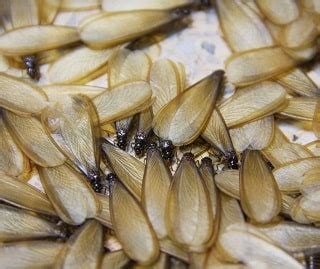 Termite identification guide | Ehrlich Pest Control