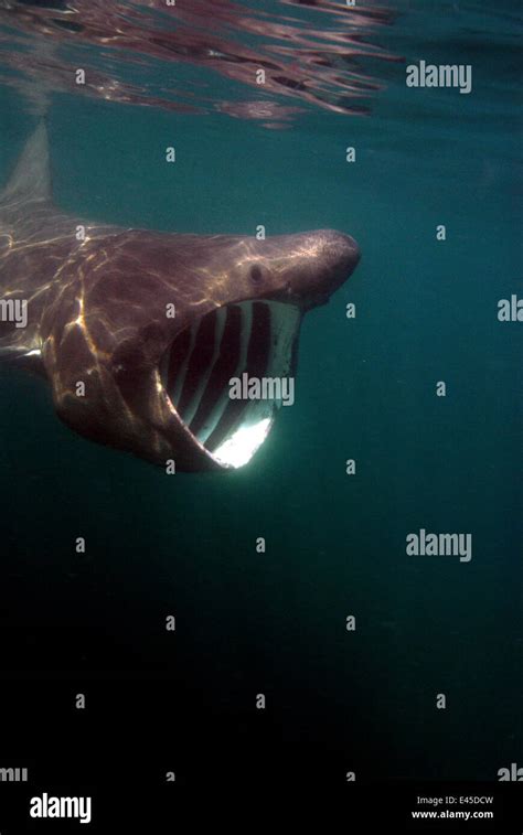 Basking shark mouth hi-res stock photography and images - Alamy