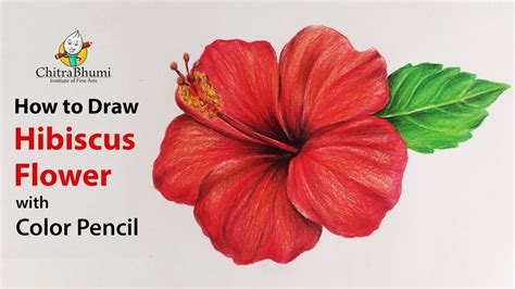 How To Draw Hibiscus Flower | Colored Pencil | Flower Drawing | Easy Step By Step | Art Video ...