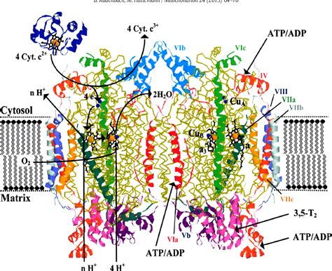 Figure 2 from The subunit composition and function of mammalian cytochrome c oxidase. | Semantic ...