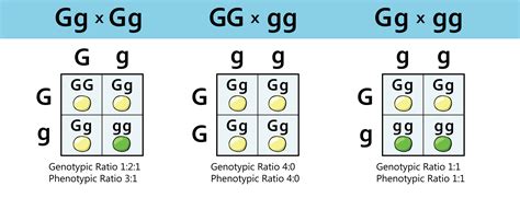 Genotype And Phenotype Ratios