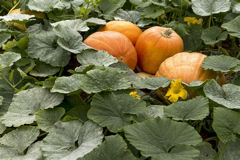 Pumpkin Plant With No Female Flowers | Best Flower Site