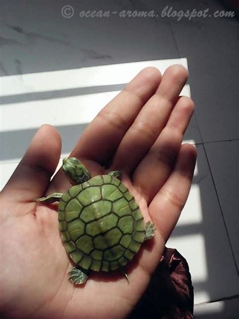 Most cute green color little tortoise photos « Ocean Aroma