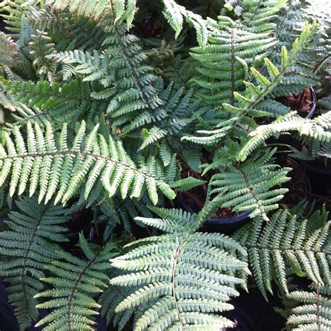 Dryopteris wallichiana from NVK Nurseries