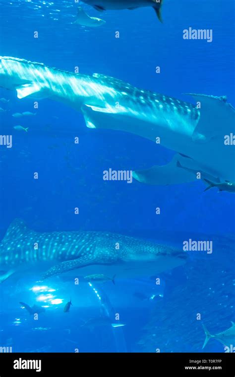 Whale shark and fish in Okinawa Churaumi Aquarium Stock Photo - Alamy