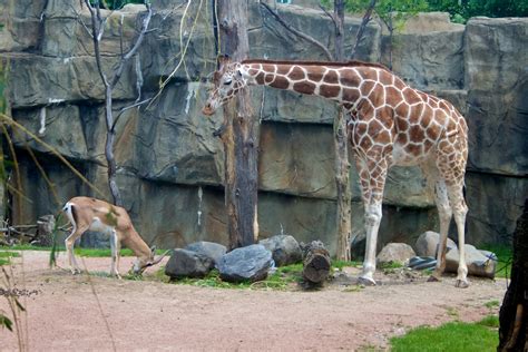 Lincoln Park Zoo - Chicago