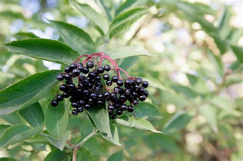 Elderberry and Cancer - Cancer Therapy Advisor