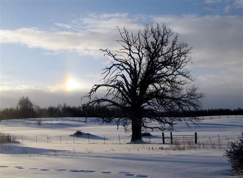 Winter tree | Favorite tree in winter The sundog and fence a… | Flickr