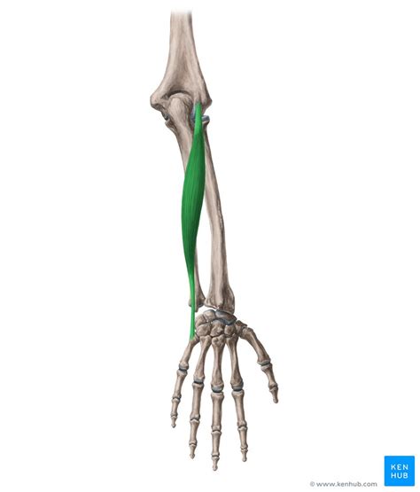 Extensor carpi ulnaris: Origin, insertion and function | Kenhub