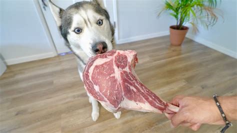 Acquired Tastes Why Can Dogs Eat Raw Meat