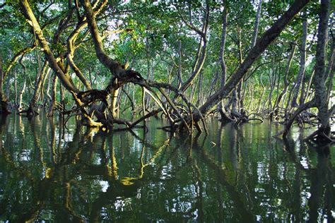 Exploring The Beauty and Importance of Mangrove Forests in Batam ...