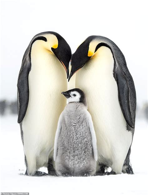 Photograph of emperor penguin family wins wildlife award | Daily Mail Online