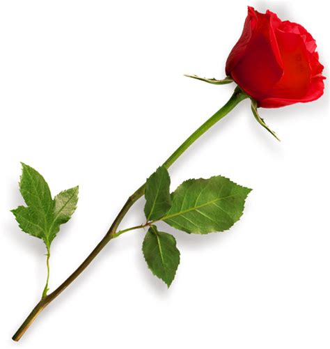 Single Red Rose PNG Image | PNG Mart