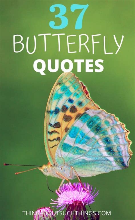 37 Inspirational Butterfly Quotes to Lift Up Your Day | Butterfly quotes, Beautiful butterflies ...