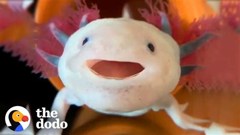 The Cutest Axolotl Ever Seen on Camera