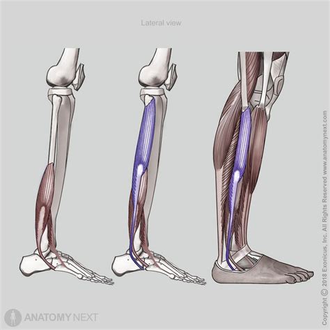 Fibularis Longus