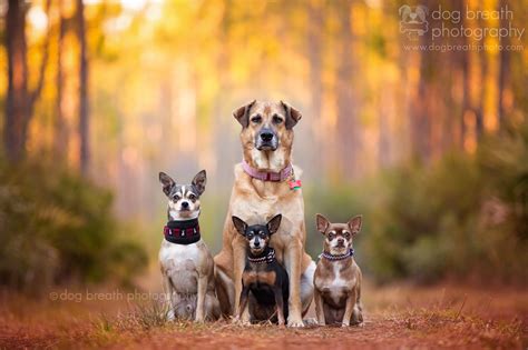 dog-breath-photography-kaylee-greer-30-cotw – Campaigns of the World®