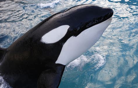 Pods on the hunt - Killer whales - Pictures - CBS News