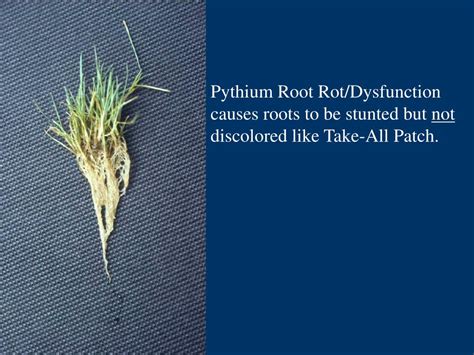 PPT - Pythium Root Rot/Pythium Root Dysfunction PowerPoint Presentation - ID:4865121