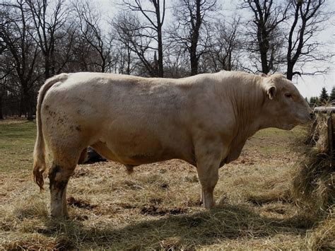 LaBorde Beefalo Farms