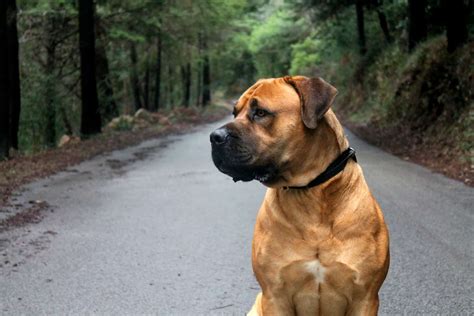 Boerboel 4 Colors & 4 Markings: Get To Know This Dog's Coat