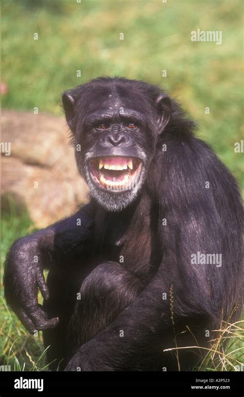 Laughing Chimpanzee Watching you watching me Stock Photo - Alamy