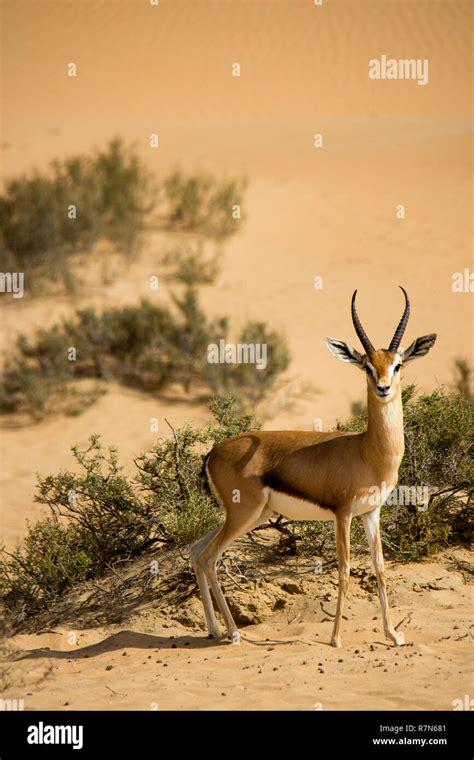 Uae desert animals group hi-res stock photography and images - Alamy