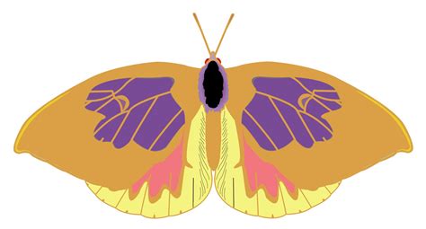 Cartoon Butterfly Free Stock Photo - Public Domain Pictures