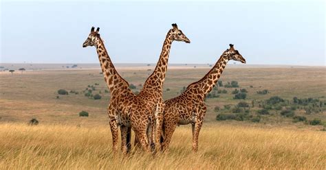 Some Giraffes May Be Closer To Extinction Than You Realise | HuffPost Sustainability