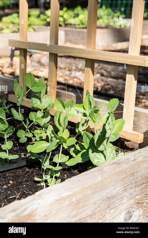 Snow peas trellis hi-res stock photography and images - Alamy