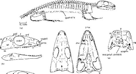 Reptilesaurs: Hylonomus