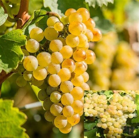 Rare Amazing Riesling Grapes Vine 3 fresh Dwarf White Grapes - Herbs